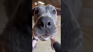 DOG  #sora2 #aivideo #shorts