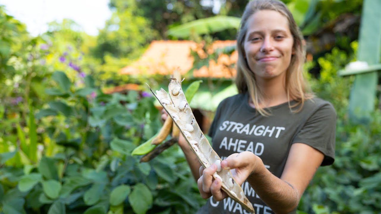 Vos apresento o feijão-de-porco