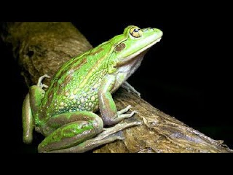 Жаба - Звуци на животни (от Логопедико, Пловдив)