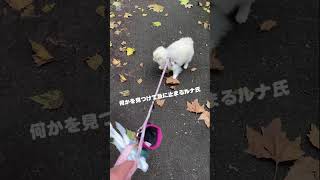 ルナの散歩ルーティンvlog#ポメラニアン#ポメラニアンのいる生活#ぽめ#ドイツ#vlog