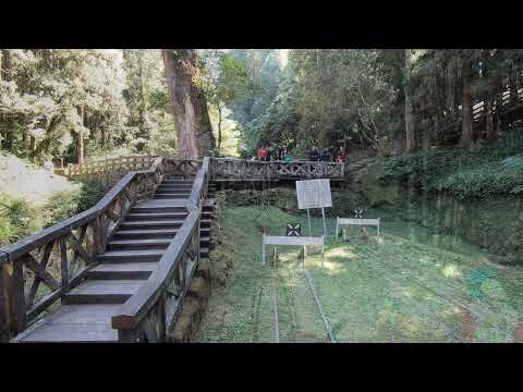 🌲 Forest train cab ride