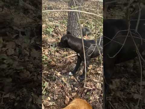 Fun-loving Pippin, an adopted Labrador Retriever Mix in Westbrook, ME_image-1