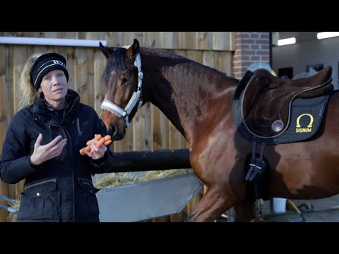 Joey kommt in einen Ausbildungsstall, Vickys Verletzungen und neue Rabatte für Zuschauer | Q&A