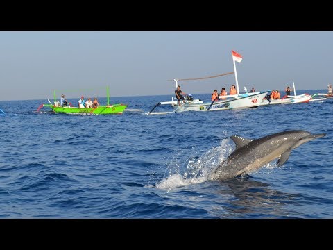 Lovina Beach Playground of Bottle Nosed Dolphins along North Bali's Coast