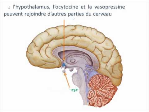 download lagu mp3 mp4 Ocytocine, download lagu Ocytocine gratis, unduh video klip Ocytocine