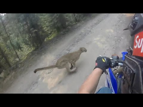 SCARY Close Calls With BIG CATS Caught On Camera!