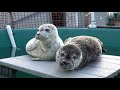 Harbour Seals: Class of 2020