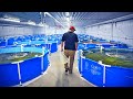 The Sketchy Future Of Shrimp Farms