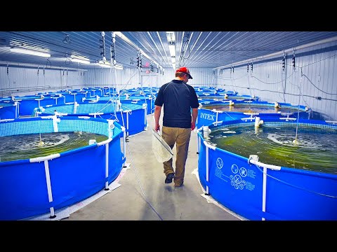 The Sketchy Future Of Shrimp Farms...