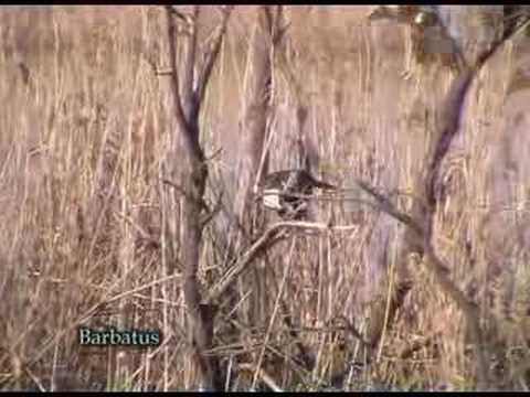 Aguilucho lagunero ( Circus aeruginosus )  Marsh Harri