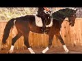 Hongre KWPN Dressage