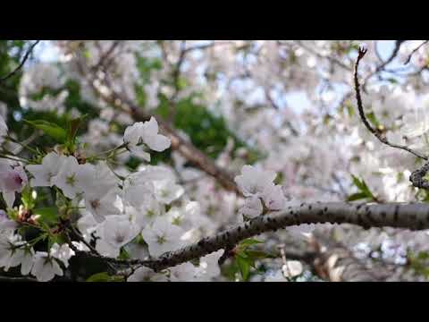 60min 4k Relaxing White Flowers Moving With air Flow And Relax Music || By #brarentertainment ||.