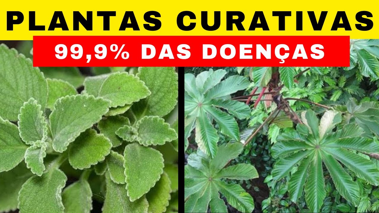 AS 11 PLANTAS MAIS PODEROSAS DO BRASIL QUE VOCÊ PRECISA TER EM CASA ( PARTE 2)