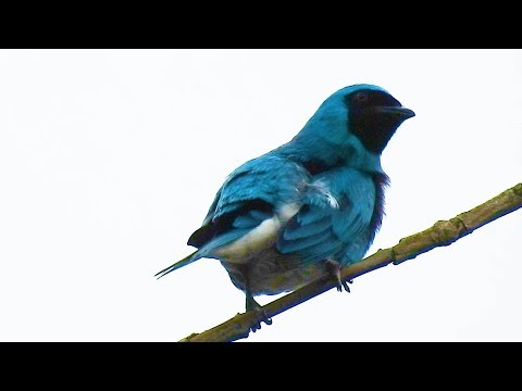 Swallow Tanager, Adult male arranging the plumage, Tersina viridis, Nesting season,