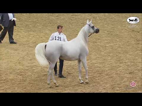 N 121 FAJR AL ADEED   1st Qatar Arabian Breeders Cup