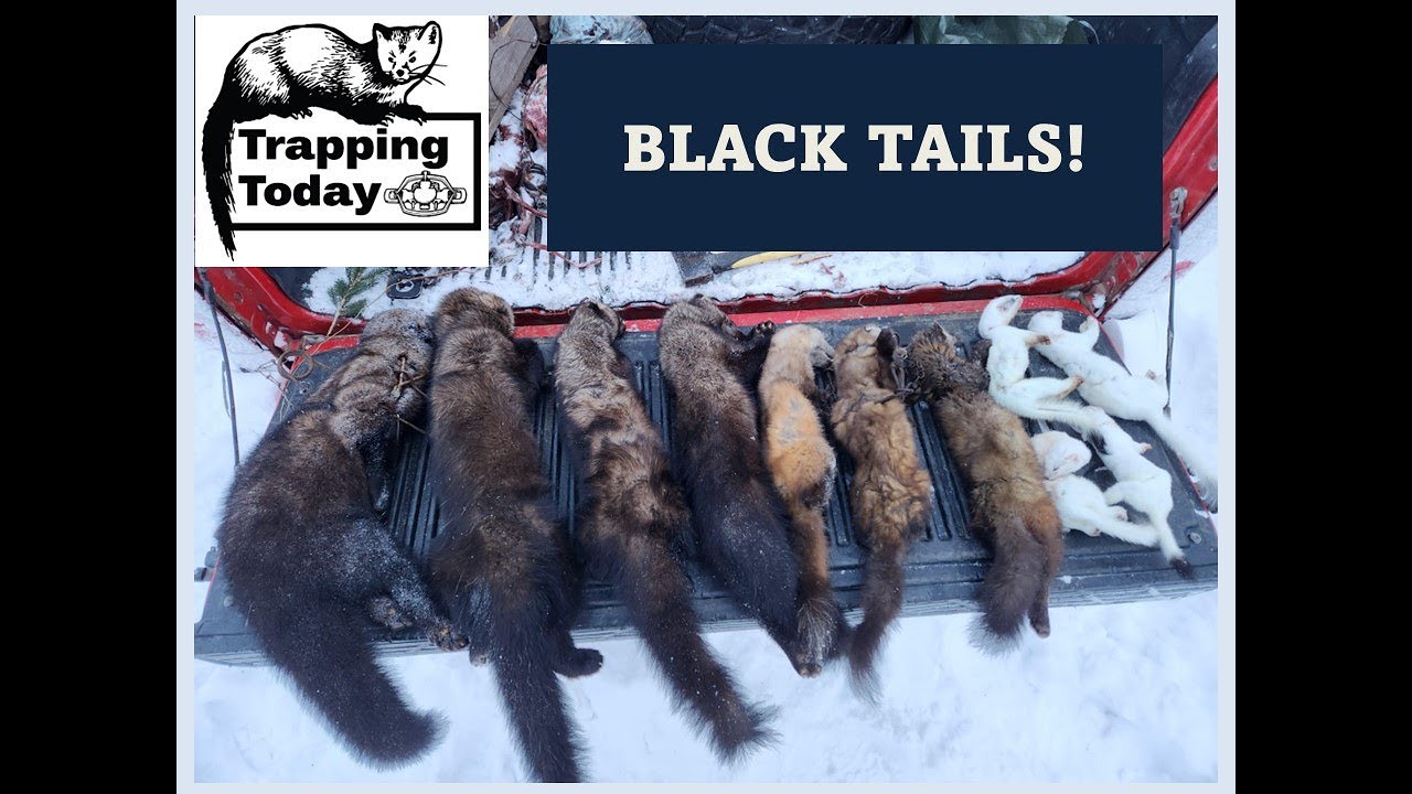 Northern Maine Marten and Fisher Trapline: BLACK TAILS!!!