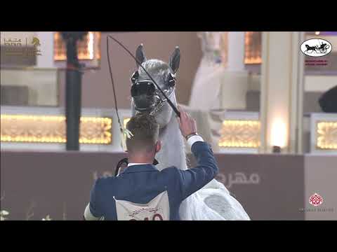 N 240 EKS MANSOUR   Katara International Arabian Horse Festival   Stallions 7 10 Years Old Class 11