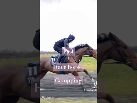 Galopping😍 #galopp #racehorse
