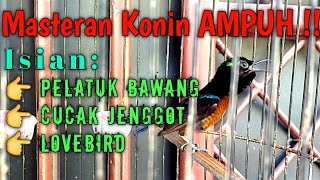 Download lagu Masteran Kolibri Ninja Dada Coklat Ampuh Isian Pelatuk Bawang, Cucak jenggot, Lovebird mp3