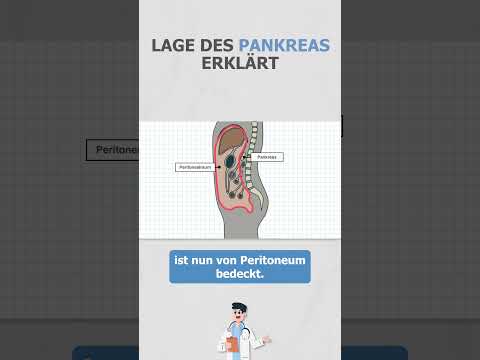 Location of the pancreas explained #anatomy #medicalstudies #medicine