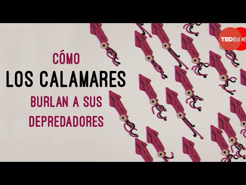 Cómo los calamares burlan a sus depredadores - Carly Anne York