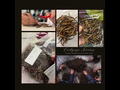 Dried Cordyceps Sinensis, 50 Gram