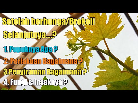 , title : 'Cara Memupuk Anggur Saat Fase Brokoli & Perlakuan Agar Jadi Buah ❗❗🍇'