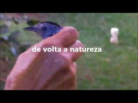 PICA PAU PINTADO- ENTROU DENTRO DE CASA/ DEVOLVEMOS PARA A NATUREZA VIDA NO INTERIOR