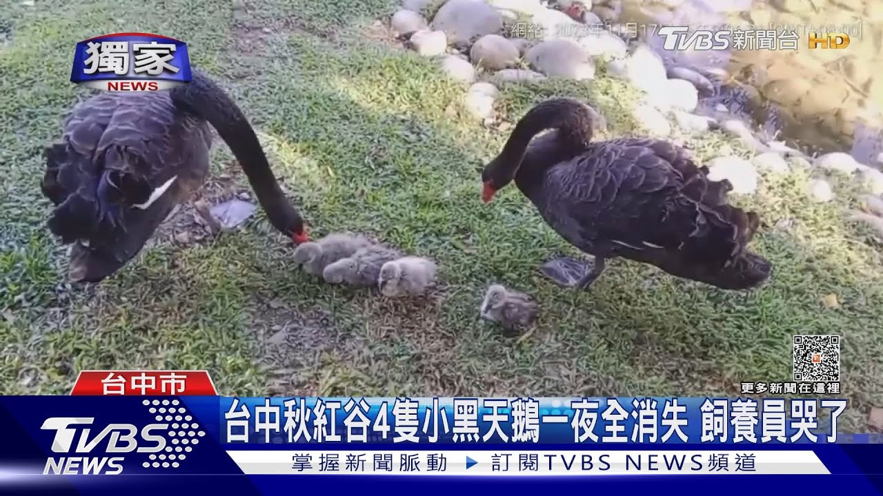 台中秋紅谷4隻小黑天鵝一夜全消失 飼養員哭了