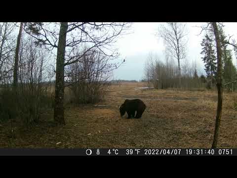 Vai ir bīstami, ja lācis nāk uz mednieku ierīkotām barotavām? Lācis Ziemeļvidzemē (aprasktā saite)
