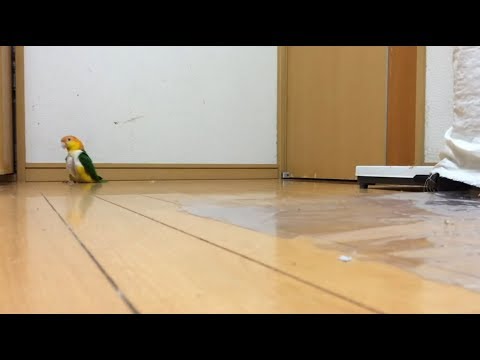 Papagei Marschiert wie Soldat herum total Lustig