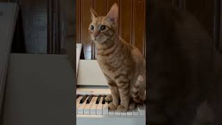 音の正体は…? #shorts #cat #猫のいる暮らし