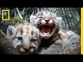 Cameras Reveal the Secret Lives of a Mountain Lion Family | Short Film Showcase