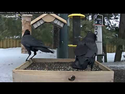 Amazing American Crow Dance Displays On Platform Feeder – Mar. 20, 2019