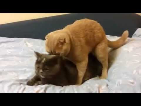 cat sex