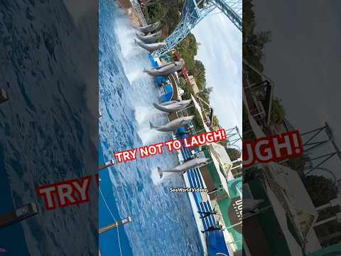 MASS DOLPHIN SPLASH ON ENTIRE CROWD! 🐬 #seaworld #dolphin #fun #cute #funny #fy #fyp #zoo #shortsfy