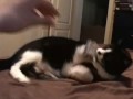 Rumpy The Tuxedo Cat Is Hungry