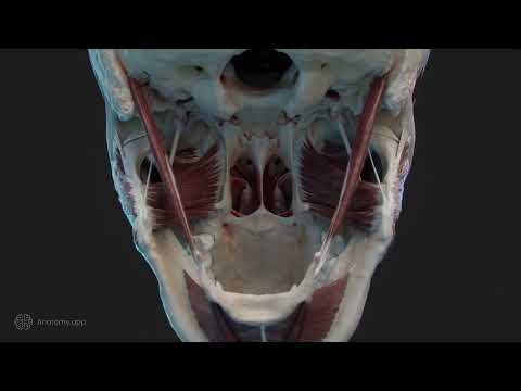 Temporomandibular joint - biomechanics, TMJ disc.