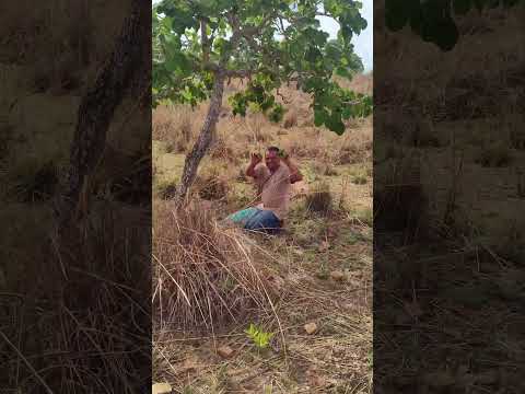 Temporada do pequi em Goiás. conhecendo as belas serras de jandaia .