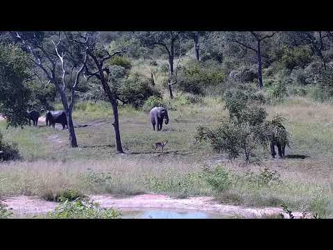 Djuma: Small Elephant herd - 14:55 - 02/02/2022