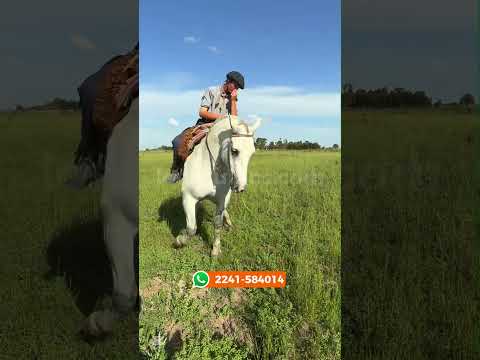 Caballo Tordillo entrepesado manso para seguirlo $3.600.000 LOSEQUINOS.COM