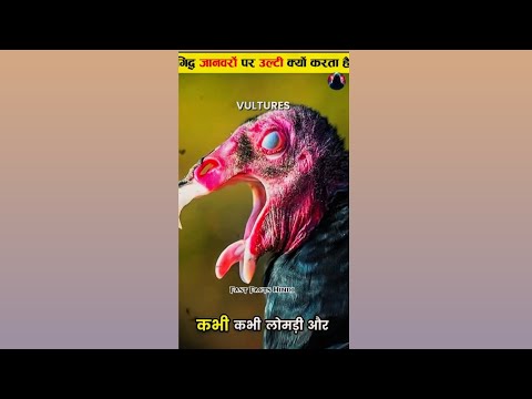 Why Vulture Vomits On Cat And Fox? 🤮🦅😱 | #ScienceFacts | Fast Facts Hindi | #facts #vultures