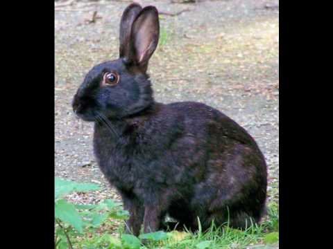 Rosa Balistreri - Lu Cunigghiu