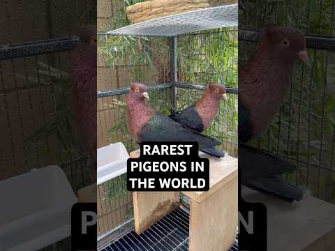 the RAREST PIGEONS IN THE WORLD?? #bird #pigeon