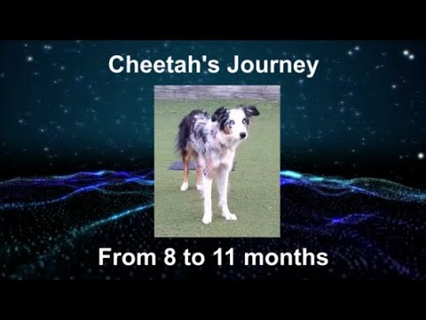 Cheetah's Graduation from Katarina Podlipnik Capuder FUNtastic RC Foundation