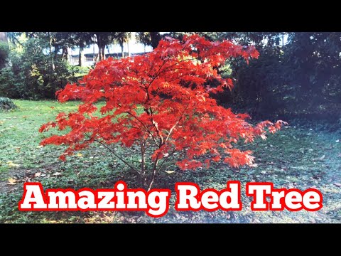 Amazing Red Tree in Germany ! Fardina Youtuber