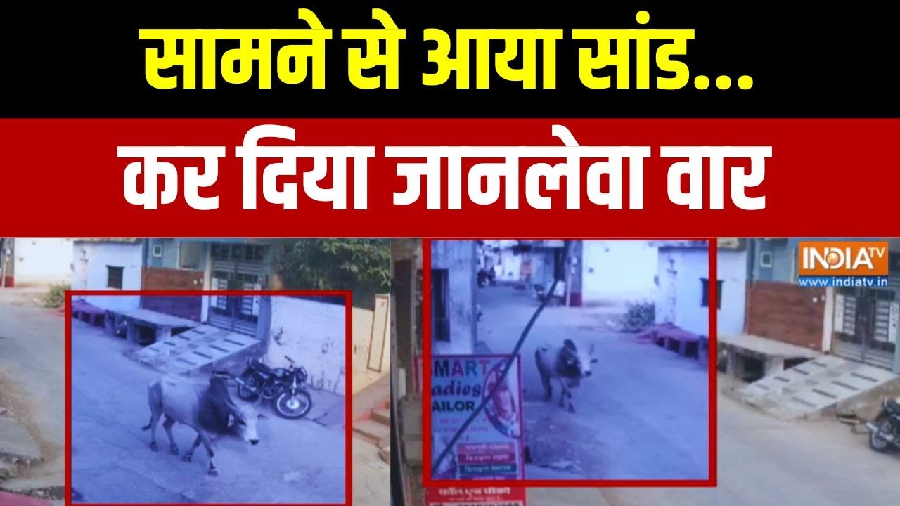 Action Story: सामने से आया सांड.. कर दिया जानलेवा वार | Rajasthan | Breaking New