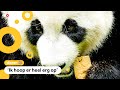 Panda in Nederland waarschijnlijk zwanger
