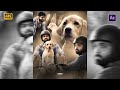 777 Charlie Edit Rakshith Shetty 4K WhatsApp Status After Effects Kannadawhatsappstatus