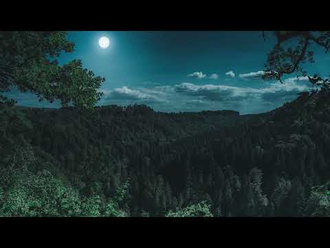 🦉 Suono rilassante della foresta di notte con la pioggia e gufi aiuto per dormire relax ASMR zen
